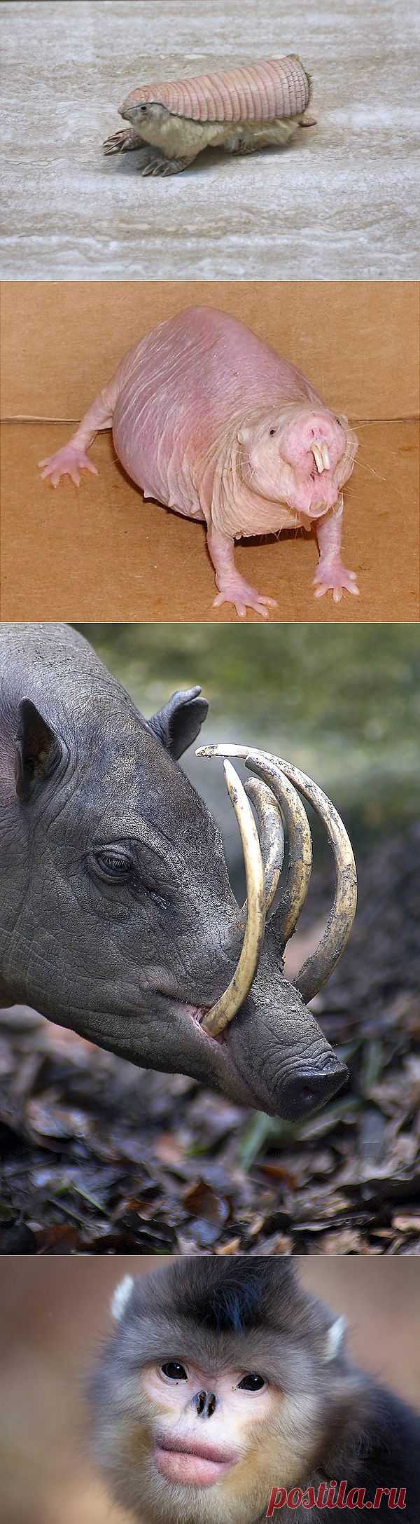 Животные, о существовании которых вы может даже и не знали :  НОВОСТИ В ФОТОГРАФИЯХ