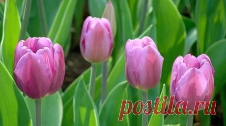 БОЛЕЗНИ И ВРЕДИТЕЛИ ТЮЛЬПАНОВ | Журнал "JK" Джей Кей