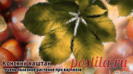 Конский каштан и плаун булавовидный при варикозе — Net-Bolezniam.Ru

Важным растением для лечения варикоза (варикозного расширения вен) считается каштан конский. 

Почти все лекарственные средства от варикоза, флебита и геморроя содержат экстракт каштана конского, который считается одним из лучших венотонических ингредиентов.