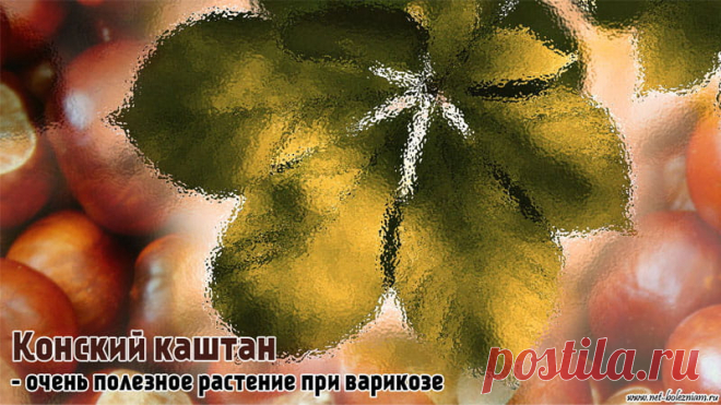 Конский каштан и плаун булавовидный при варикозе — Net-Bolezniam.Ru

Важным растением для лечения варикоза (варикозного расширения вен) считается каштан конский. 

Почти все лекарственные средства от варикоза, флебита и геморроя содержат экстракт каштана конского, который считается одним из лучших венотонических ингредиентов.