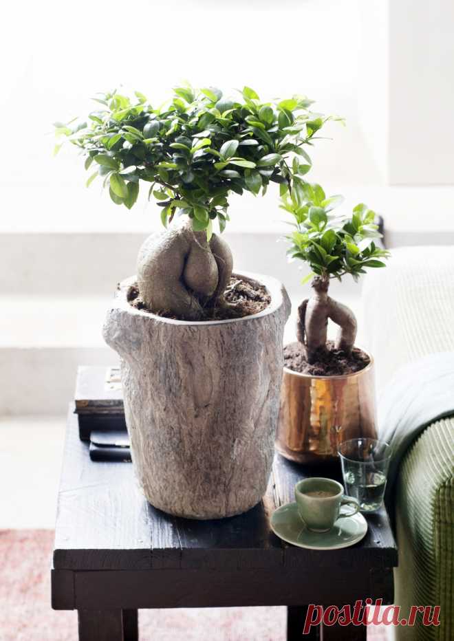 07.ficus_.8.jpg (1020×1440)