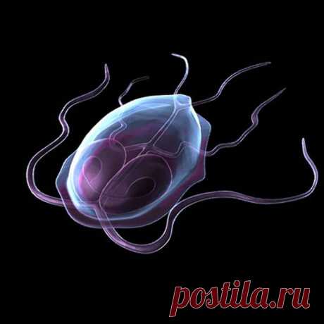 Как избавиться от лямблий — 25 эффективных рецептов народной медицины