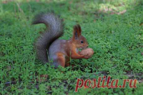 Фото: Белка.. Фотограф любитель Наташа С. Фото животных. Фотосайт Расфокус.ру