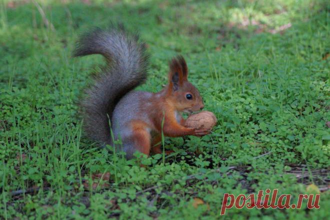 Фото: Белка.. Фотограф любитель Наташа С. Фото животных. Фотосайт Расфокус.ру