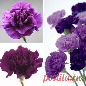 100Pcs Purple Carnation Dianthus Caryophyllus Flower Seeds Garden Decor Top Shipping to: Americas, Europe, Asia

Excludes: Africa, North America, Russian Federation, Albania, Andorra, Bosnia and Herzegovina, Croatia, Republic of, Estonia, Gibraltar, Guernsey, Hungary, Jersey, Liechtenstein, Malta, Moldova, Monaco, Mont...