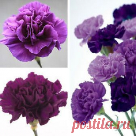100Pcs Purple Carnation Dianthus Caryophyllus Flower Seeds Garden Decor Top Shipping to: Americas, Europe, Asia

Excludes: Africa, North America, Russian Federation, Albania, Andorra, Bosnia and Herzegovina, Croatia, Republic of, Estonia, Gibraltar, Guernsey, Hungary, Jersey, Liechtenstein, Malta, Moldova, Monaco, Mont...