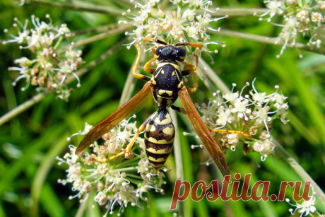 Macro / Макро / Makro - Google+