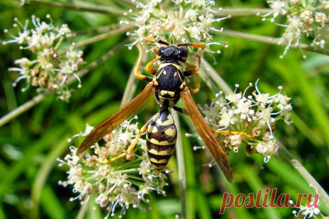 Macro / Макро / Makro - Google+