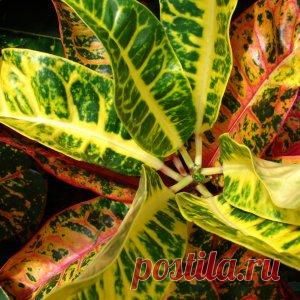 Кротоны — выращивание и уход в домашних условиях