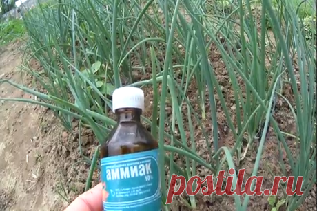 Нашатырный спирт для лука: как правильно полить и подкормить?