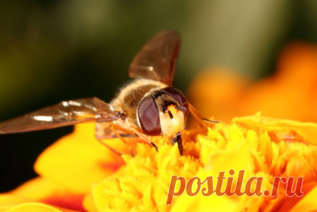 Немного макро