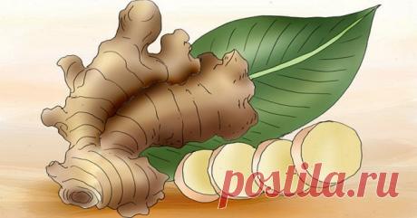 Лекарство которое ничем не заменить: 6 аргументов купить имбирь уже сегодня В последнее время имбирь стал пользоваться огромной популярностью не только в области питания, но и в лечебных целях. С чем связан такой интерес общественности к этому незамысловатому корню?
Родиной э…