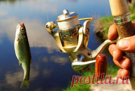 На какую приманку ловить рыбу | Новости в 'Час Пик'