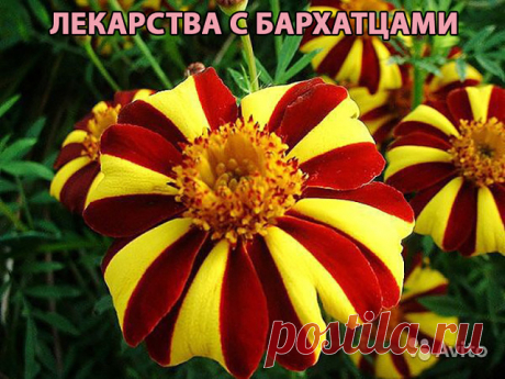 ЛЕКАРСТВА С БАРХАТЦАМИ

Для профилактики болезней поджелудочной железы, сахарного диабета, для укрепления сосудистой стенки и нервной системы обязательно попробуйте лекарства с бархатцами !

Рецепт №1.
1 цветок бархатца вместе с семенами измельчить и заварить в 1 стакане кипятка. Принимать по 1/4 стакана 3-4 раза в день.

При панкреатите с частыми приступами по 1 ст. ложке каждые 1-2 часа.

Рецепт №2.
При витилиго, нейродермите, псориазе, ухудшении зрения и выпадении волос...