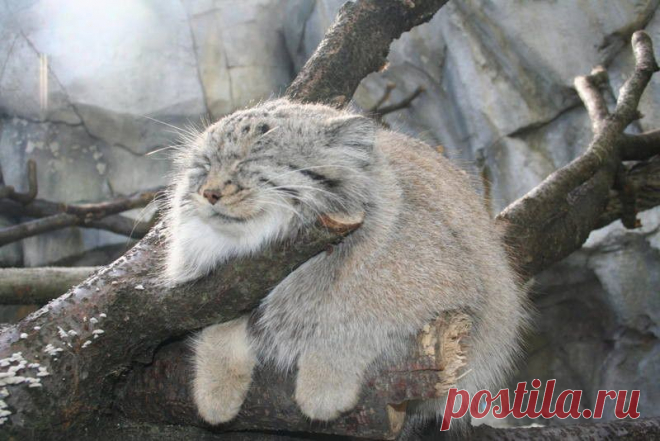 Ребята ну погладьте котика