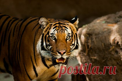 Тигр-людоед растерзал фермера