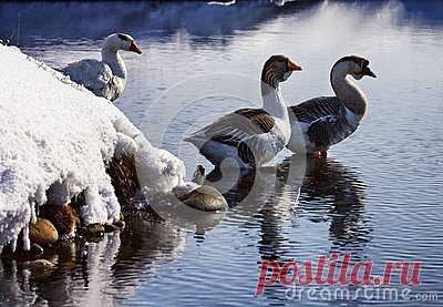 Stock Photos, Royalty-Free Images & Video Footage By Dreamstime Stock Photography