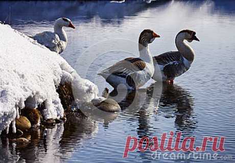 Stock Photos, Royalty-Free Images & Video Footage By Dreamstime Stock Photography