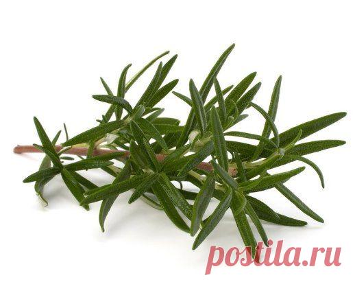 15 проблем, с которыми справляется розмарин.