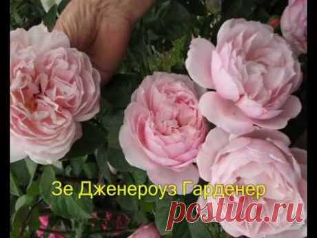 Розы Дэвида Остина.wmv