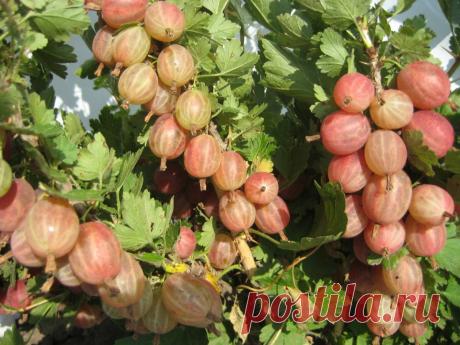 Крыжовник собрали. Как ухаживать за кустами дальше? | Наша Дача | Яндекс Дзен