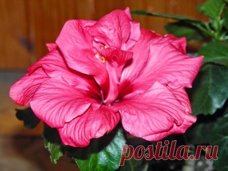 Уход за комнатными растениями от цветовода-любителя Уход за Китайской розой: Гибискус на подоконнике / Рукоделие