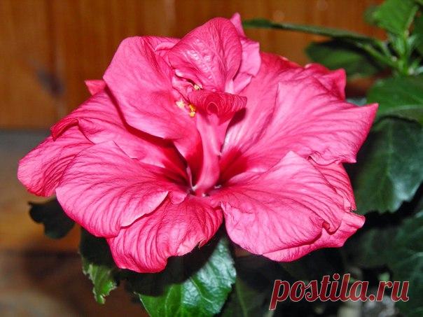 Уход за комнатными растениями от цветовода-любителя Уход за Китайской розой: Гибискус на подоконнике / Рукоделие