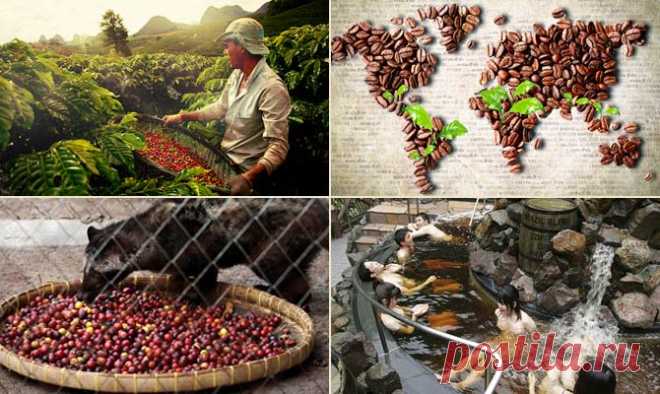 Интересные факты о кофе + Видео | LivePosts — последние новости, полезные статьи, обзоры