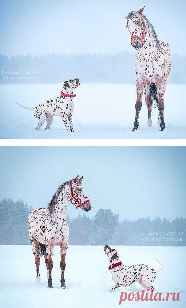 Эти похожие животные
