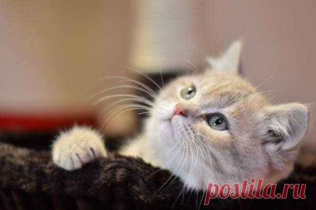 Трогательные фото котов для поднятия настроения: 15 невероятно милых животных