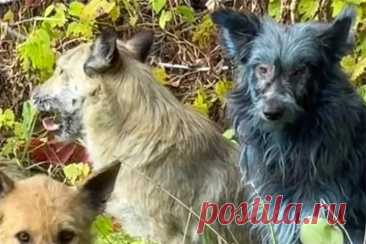 28-10-25--В зоне отчуждения ЧАЭС появились СИНИЕ СОБАКИ