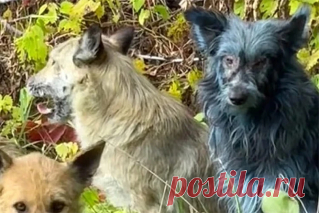 28-10-25--В зоне отчуждения ЧАЭС появились СИНИЕ СОБАКИ