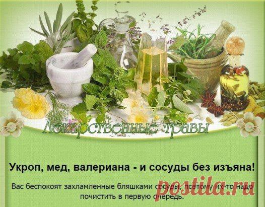 мед.укроп,валериана и сосуды  без изъяна