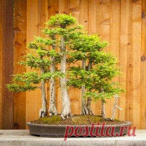 Бонсай зимой – особенности ухода