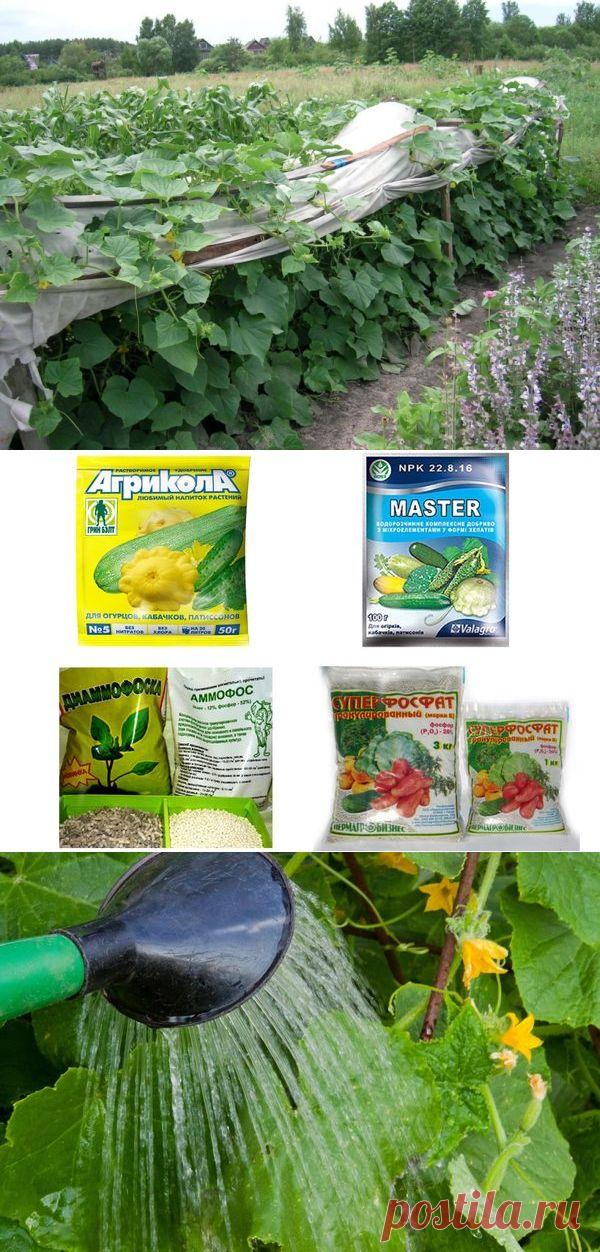 Летнее меню для огурцов! Правильные пропорции подкормок