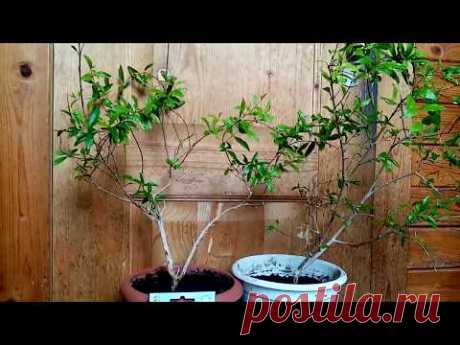 Гранат из косточки.Комнатный карликовый гранат. Сорта. - YouTube