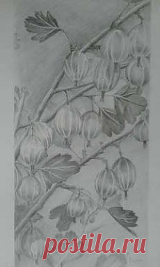 Крыжовник.Графика.