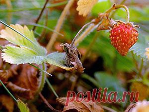 Клубника осенью – посадка в открытый грунт, как и когда сажать клубнику осенью; уход за клубникой осенью