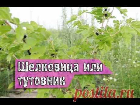Выращивание шелковицы или тутовника — Яндекс.Видео
