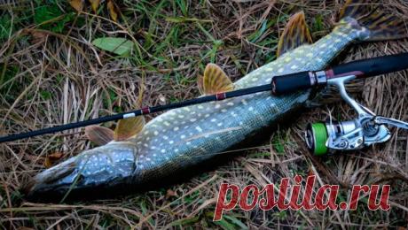 Оснастка спиннинга для ловли щуки