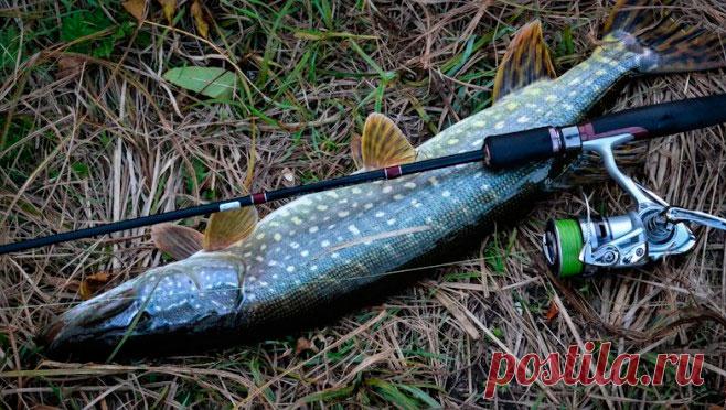 Оснастка спиннинга для ловли щуки