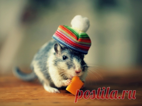 Перекус после лыжни )