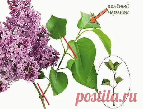 Как размножить сирень черенками из веточки, корневой порослью, отводками, прививкой - Наша дача - медиаплатформа МирТесен