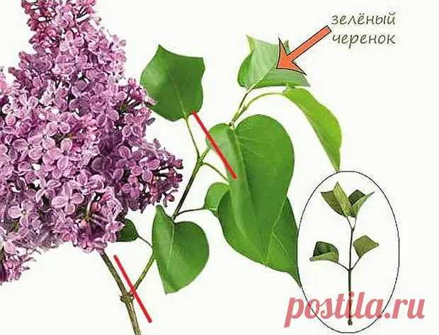 Как размножить сирень черенками из веточки, корневой порослью, отводками, прививкой - Наша дача - медиаплатформа МирТесен