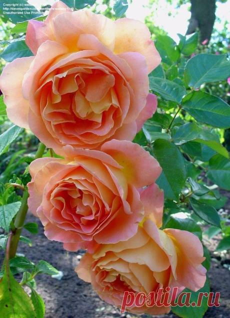 ~Hybrid Tea Rose 'Alpine Sunset'