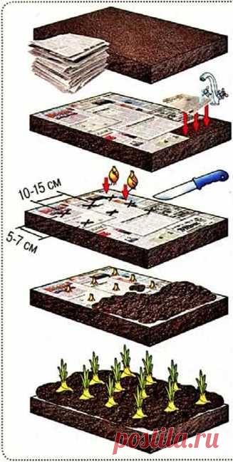 Лук в газетах