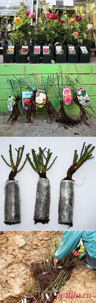 Как выбрать саженцы роз | Мое подворье