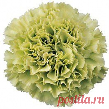 Prado - Гвоздика зелёная - Гвоздики