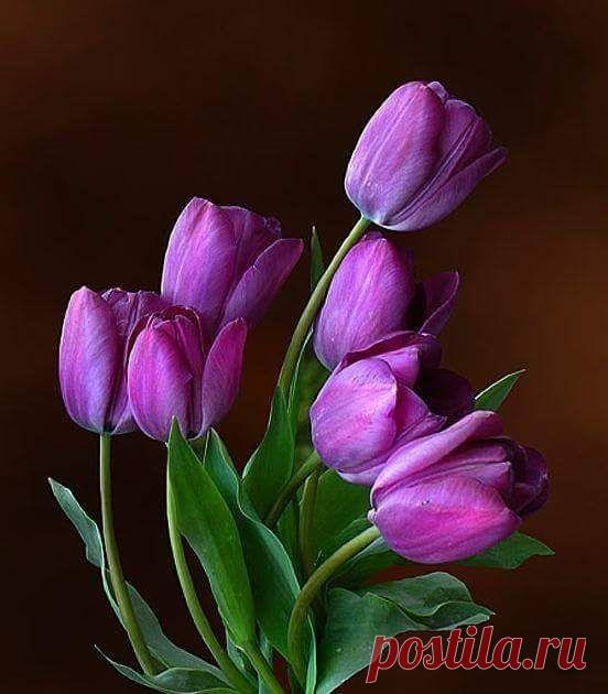 Пин на доске яТЮЛЬПАНЫ