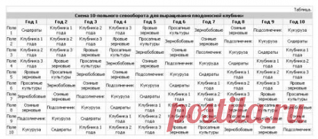 Выращивание плодоносной клубники | Fermer.Ru - Фермер.Ру - Главный фермерский портал - все о бизнесе в сельском хозяйстве. Форум фермеров.